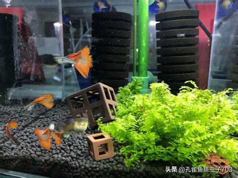 孔雀魚要養幾隻|孔雀魚好養嗎？學會這幾招，輕鬆飼養孔雀魚！